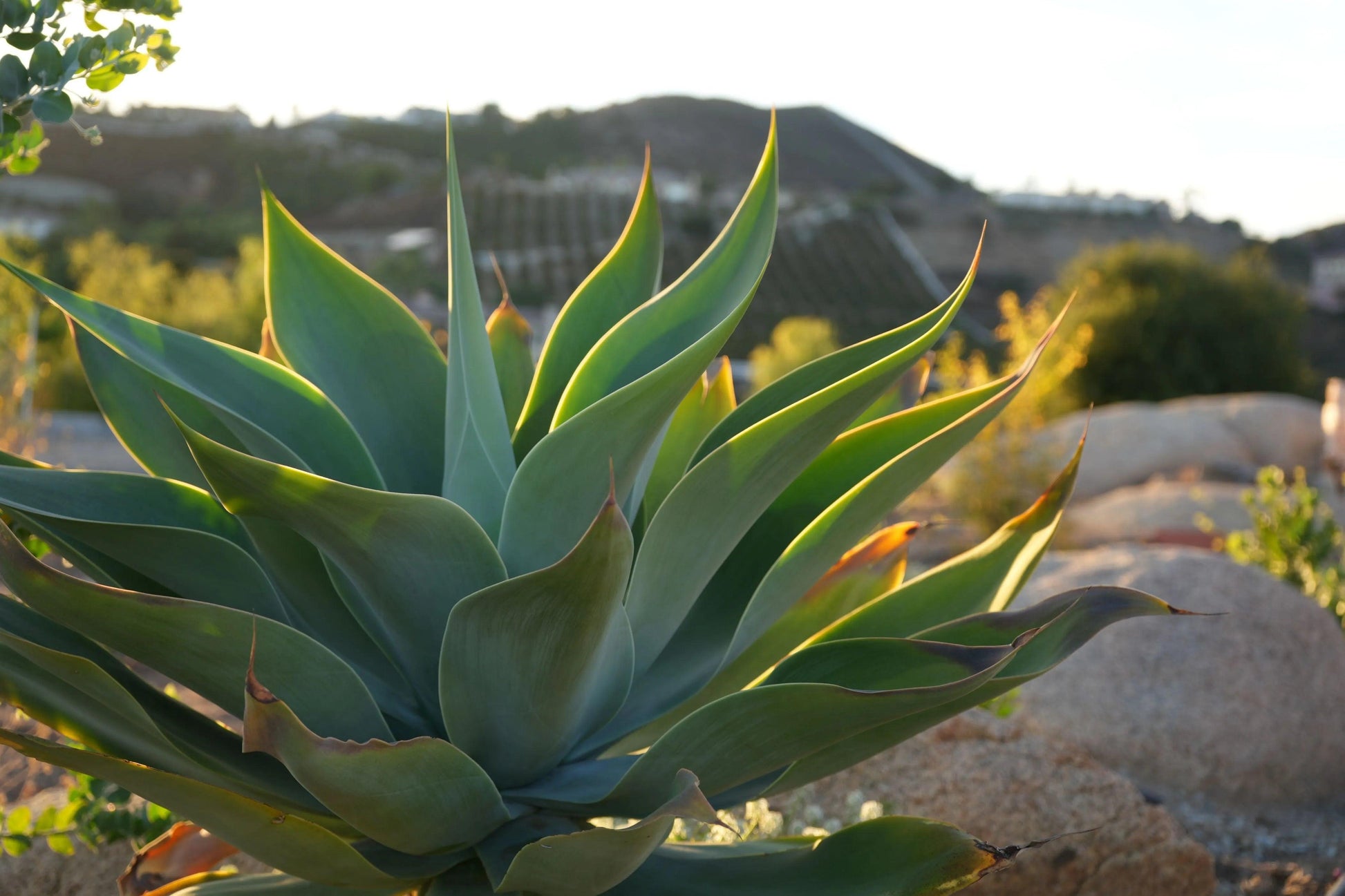 Agave Blue Flame: A Blazing Desert Beauty Succulent - Bonte Farm