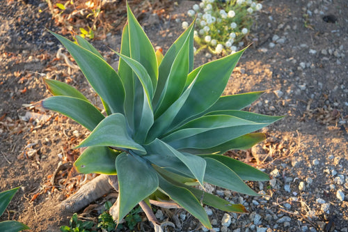Blue Flame agave succulent with blue-green spiky leaves in a sunlit garden bed