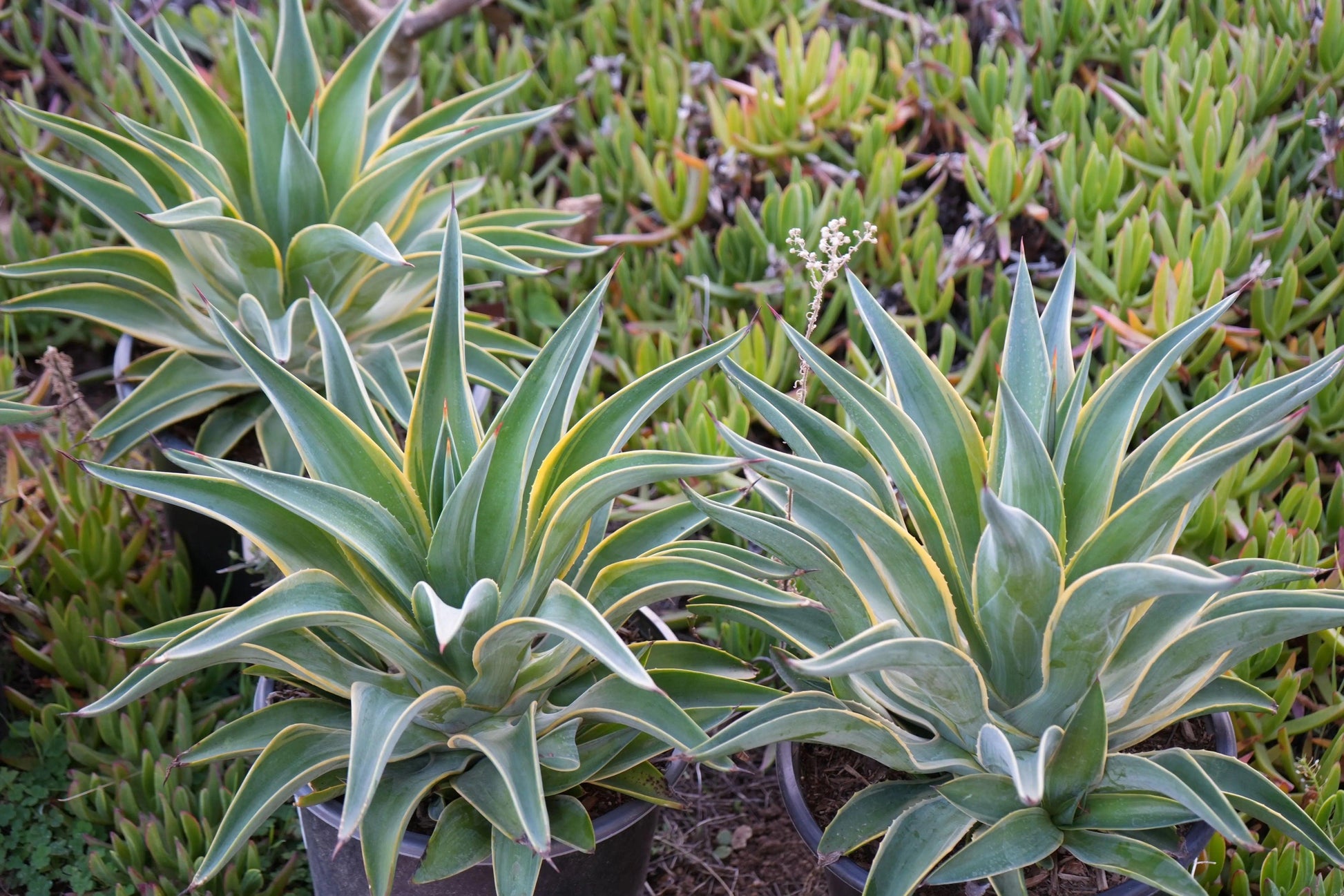 Agave desmettiana: A Graceful Desert Gem - Bonte Farm