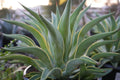 Variegated Agave desmettiana plant with yellow edges, close-up in outdoor garden
