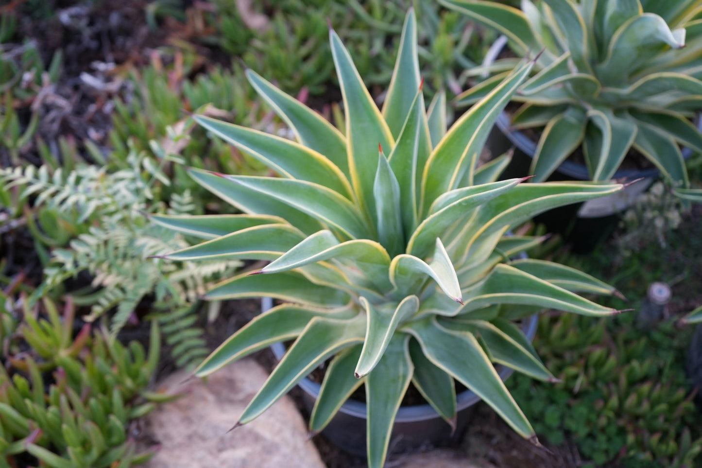Agave desmettiana: A Graceful Desert Gem - Bonte Farm