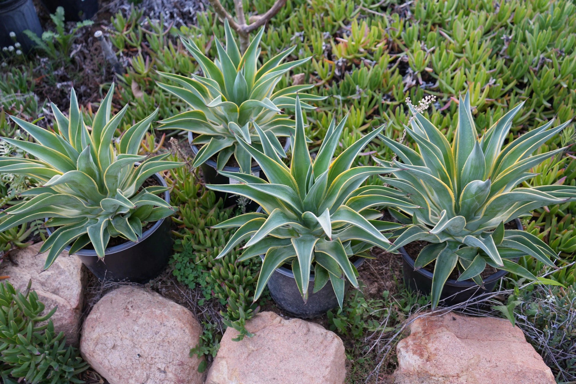 Agave desmettiana: A Graceful Desert Gem - Bonte Farm