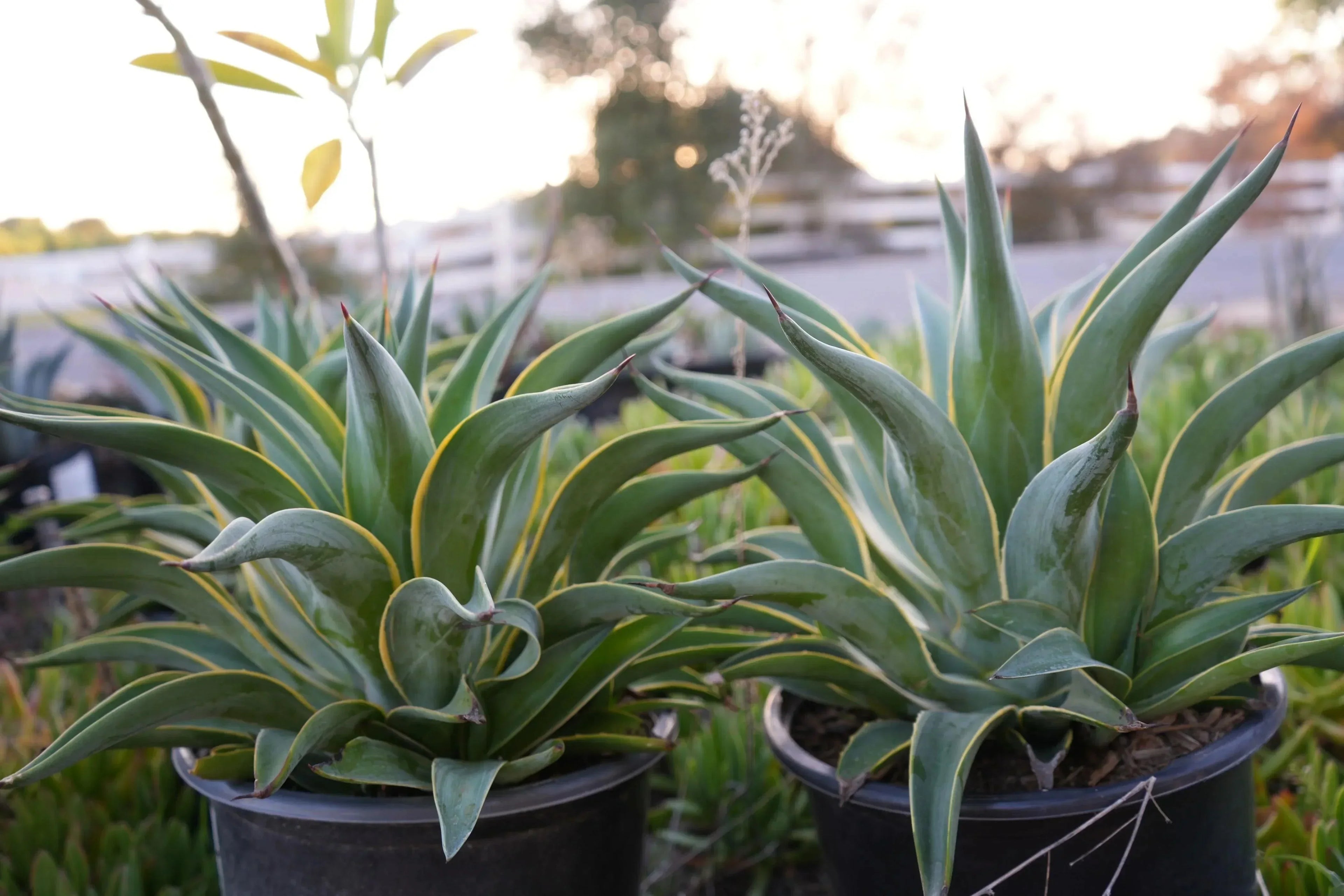 Agave desmettiana plants with green, yellow-edged leaves in black pots outdoors