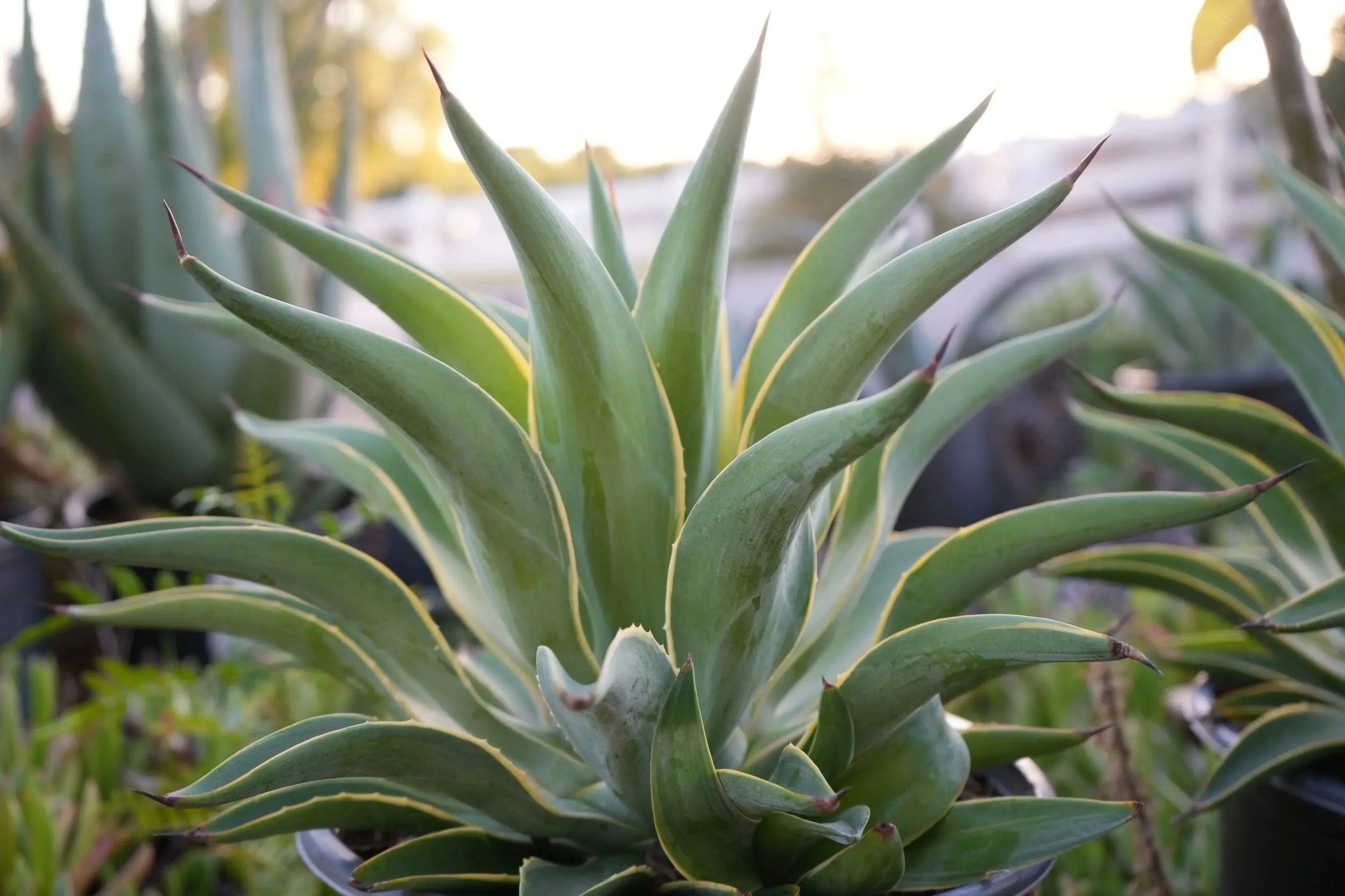 Agave desmettiana succulent with pointed green leaves and yellow edges in outdoor garden