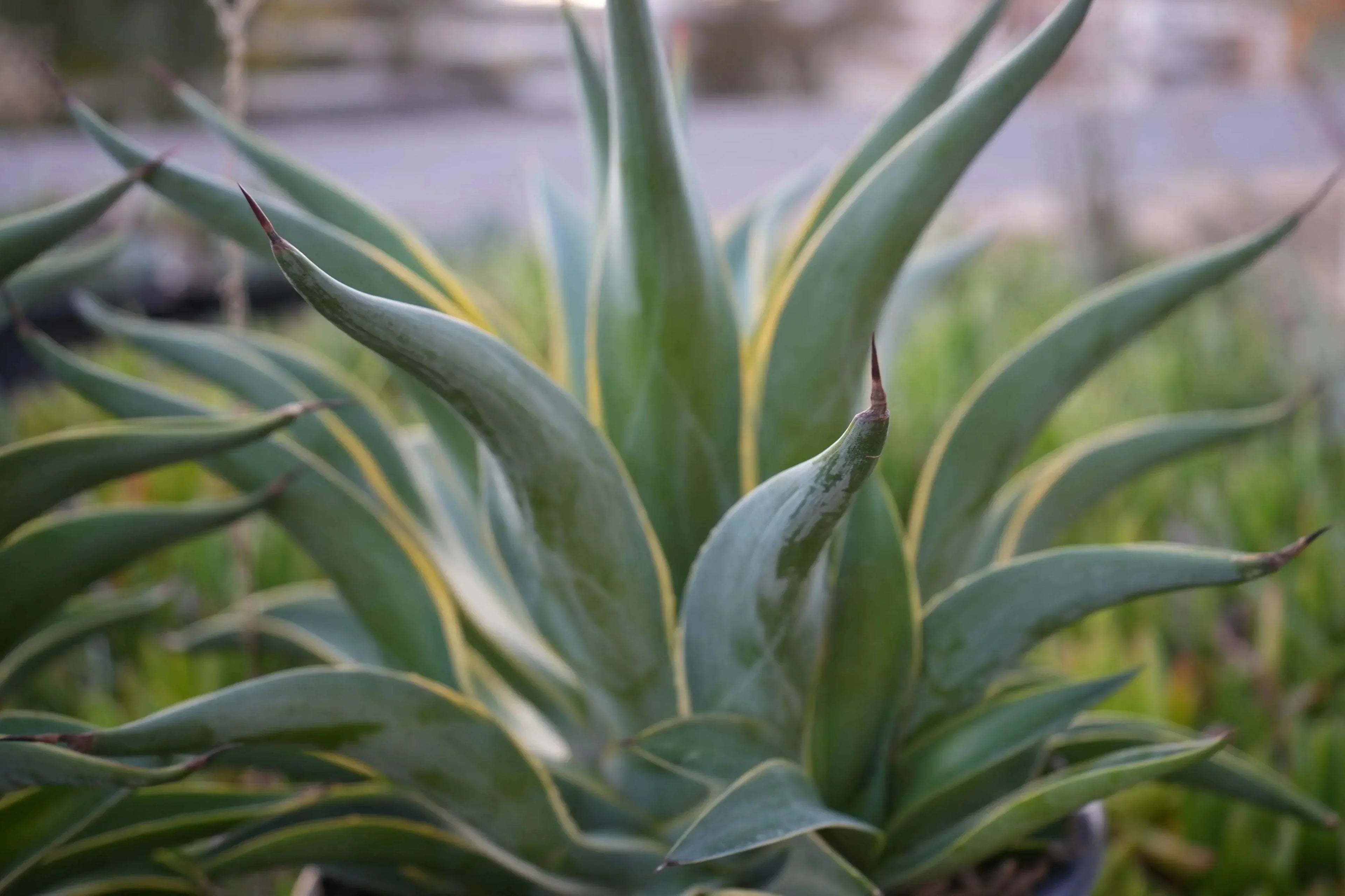 Agave desmettiana succulent plant with green pointed leaves and yellow edges in a garden