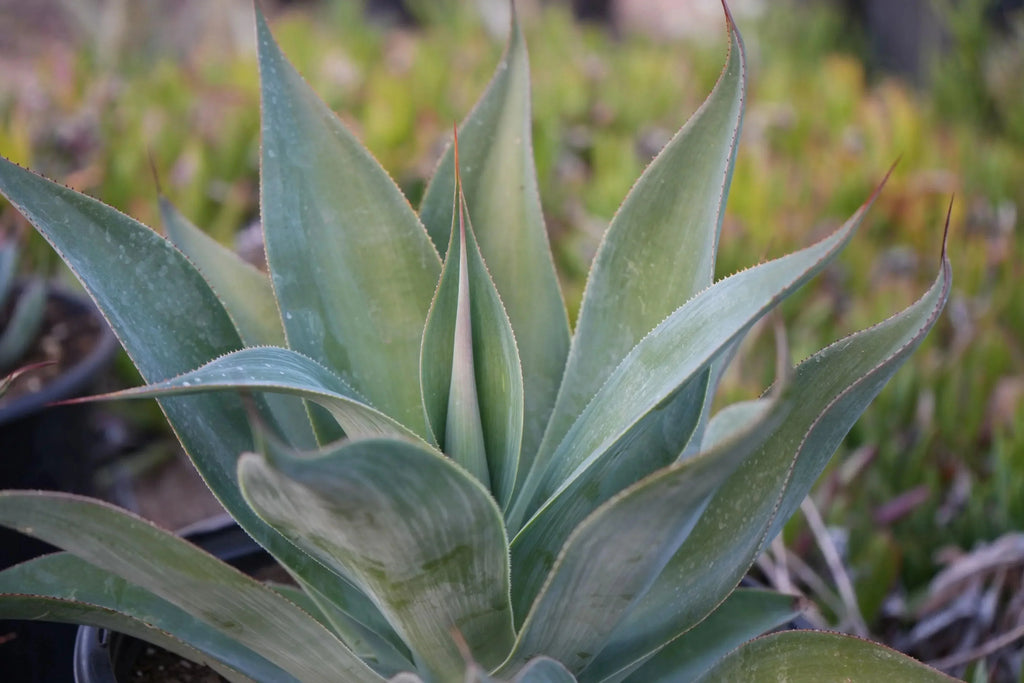 Agave Blue Flame succulent with blue-green leaves in a garden setting