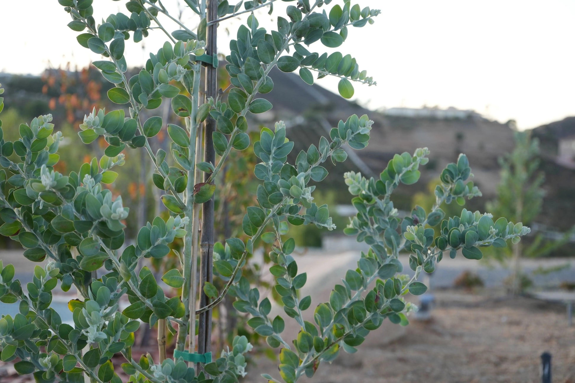 Acacia podalyriifolia: Pearl Acacia Magic, yellow pompom flowers - Bonte Farm