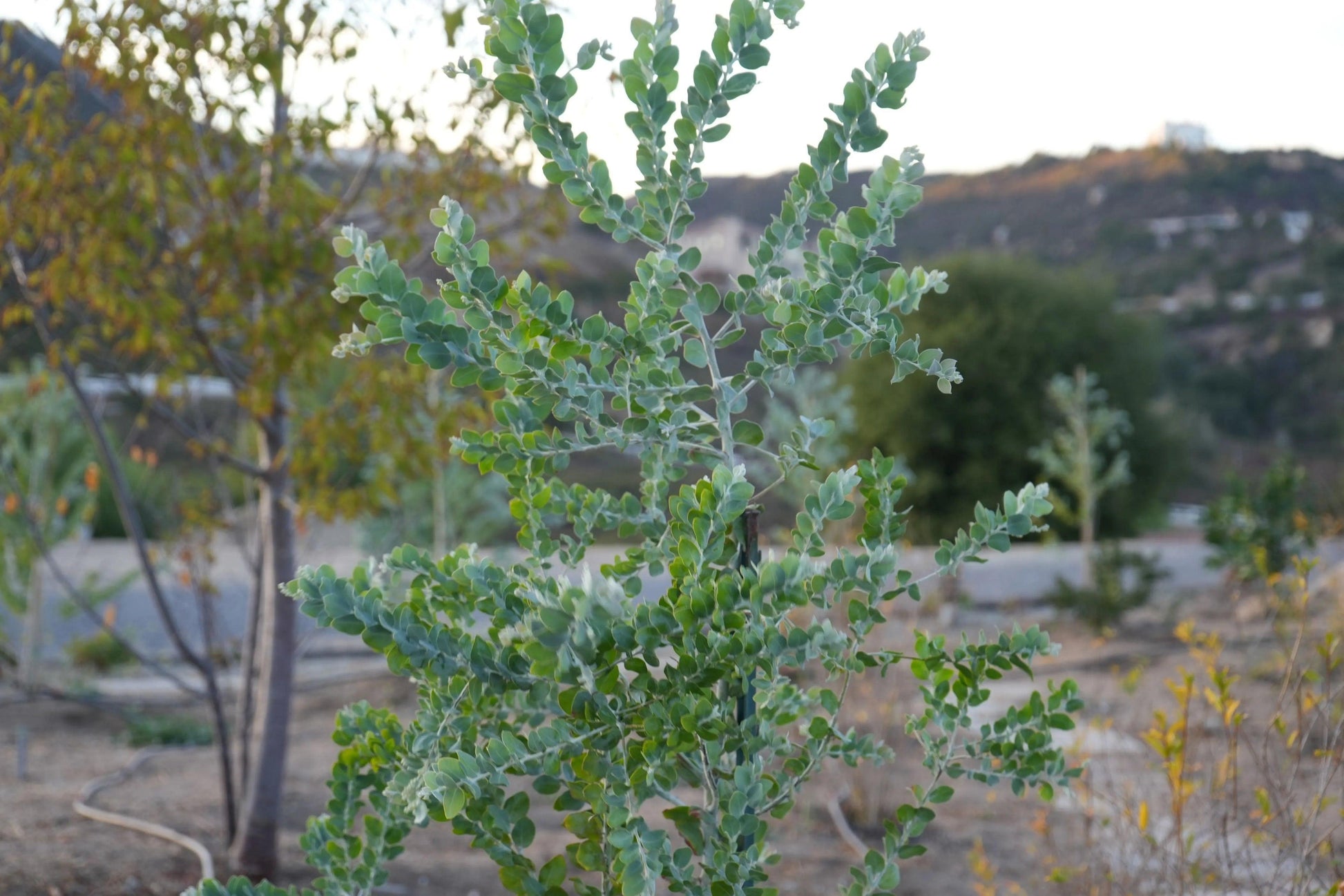 Acacia podalyriifolia: Pearl Acacia Magic, yellow pompom flowers - Bonte Farm