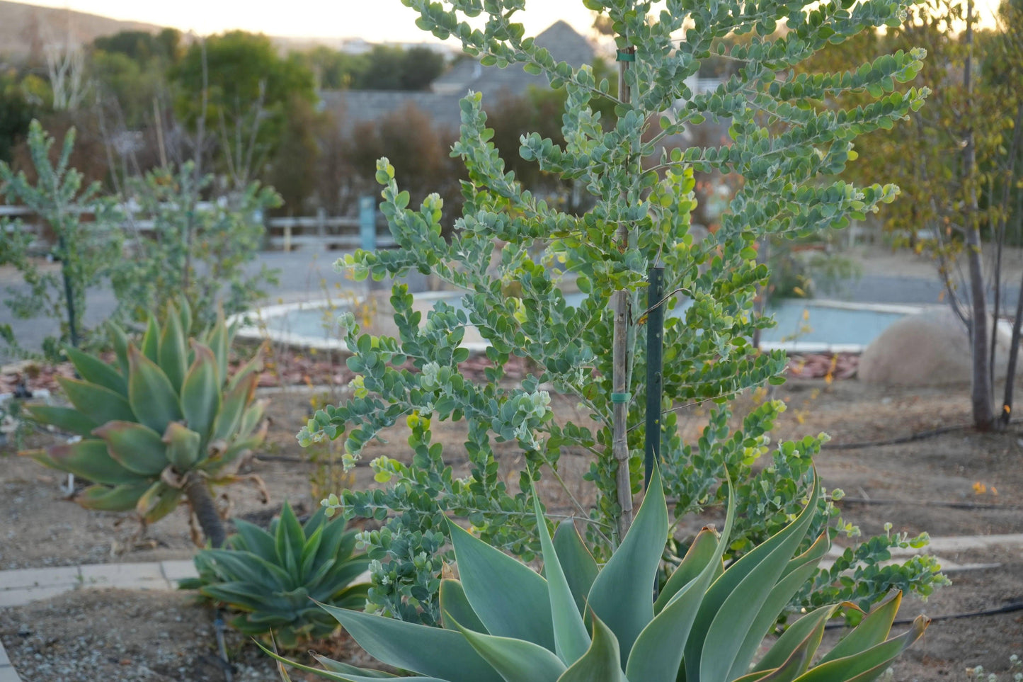 Acacia podalyriifolia: Pearl Acacia Magic, yellow pompom flowers - Bonte Farm