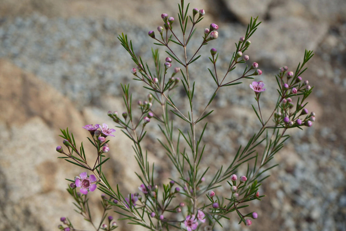 Chamelaucium uncinatum Waxflower: A Burst of Beauty - Bonte Farm