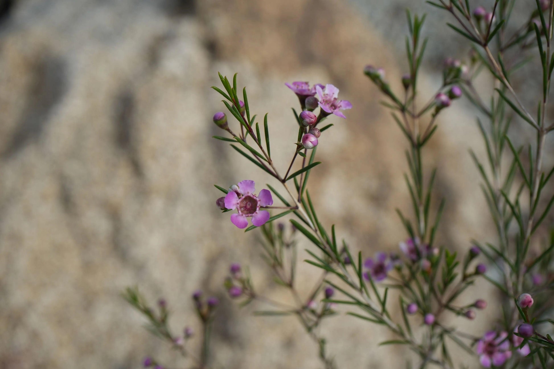 Chamelaucium uncinatum Waxflower: A Burst of Beauty - Bonte Farm