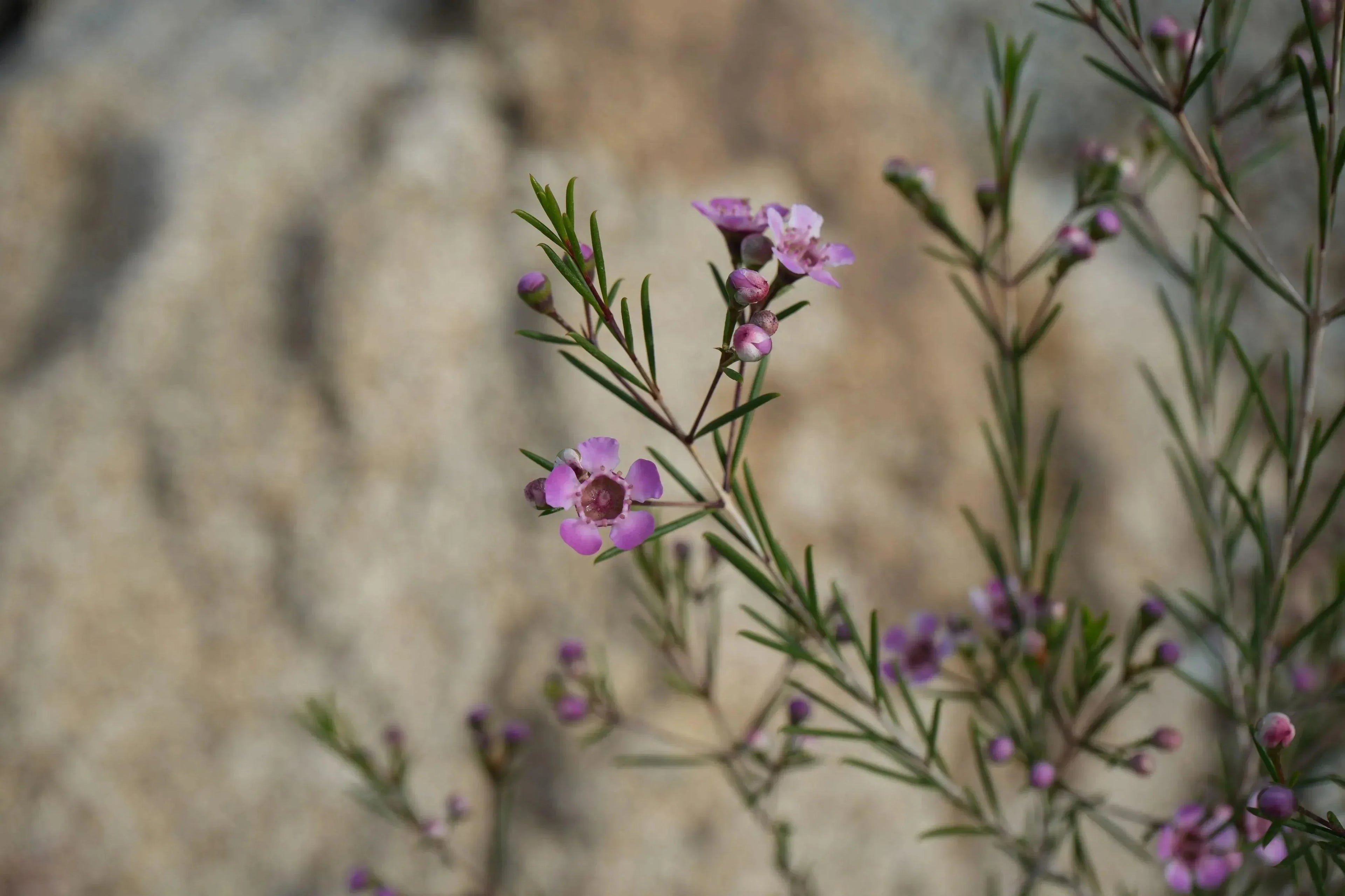 Waxflower with small pink blooms and slender green leaves against a blurred natural background.