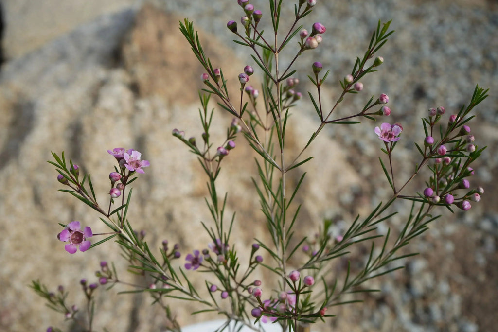 Waxflower plant with delicate pink blooms and slender green leaves outdoors
