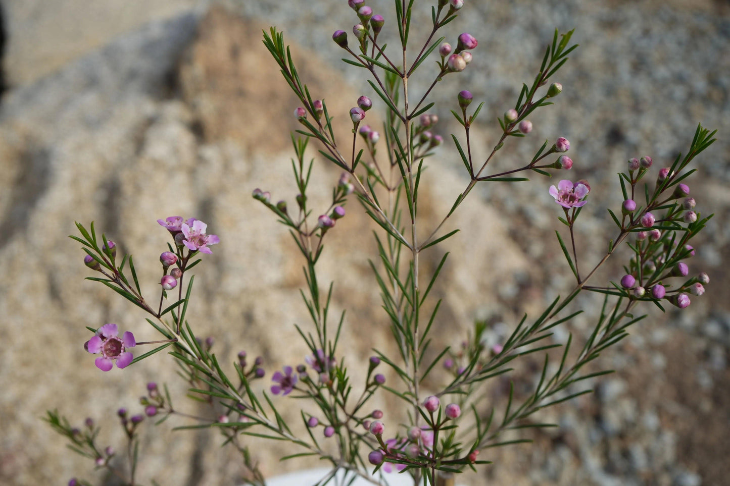 Chamelaucium uncinatum Waxflower: A Burst of Beauty - Bonte Farm