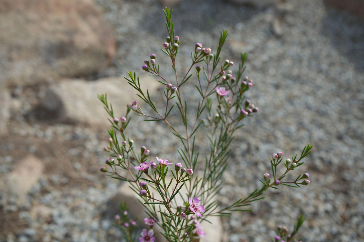 Chamelaucium uncinatum Waxflower: A Burst of Beauty - Bonte Farm