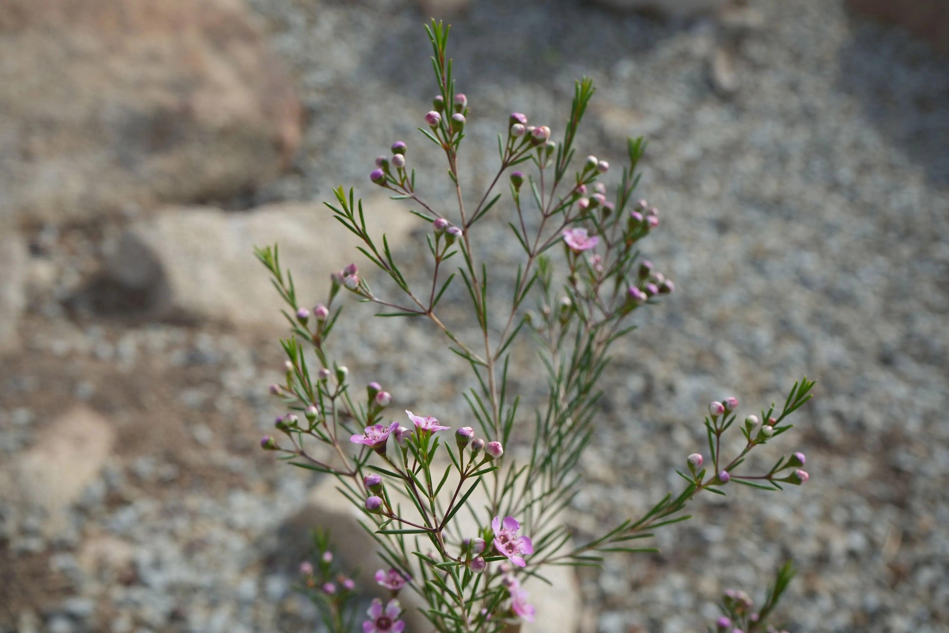 Chamelaucium uncinatum Waxflower: A Burst of Beauty - Bonte Farm