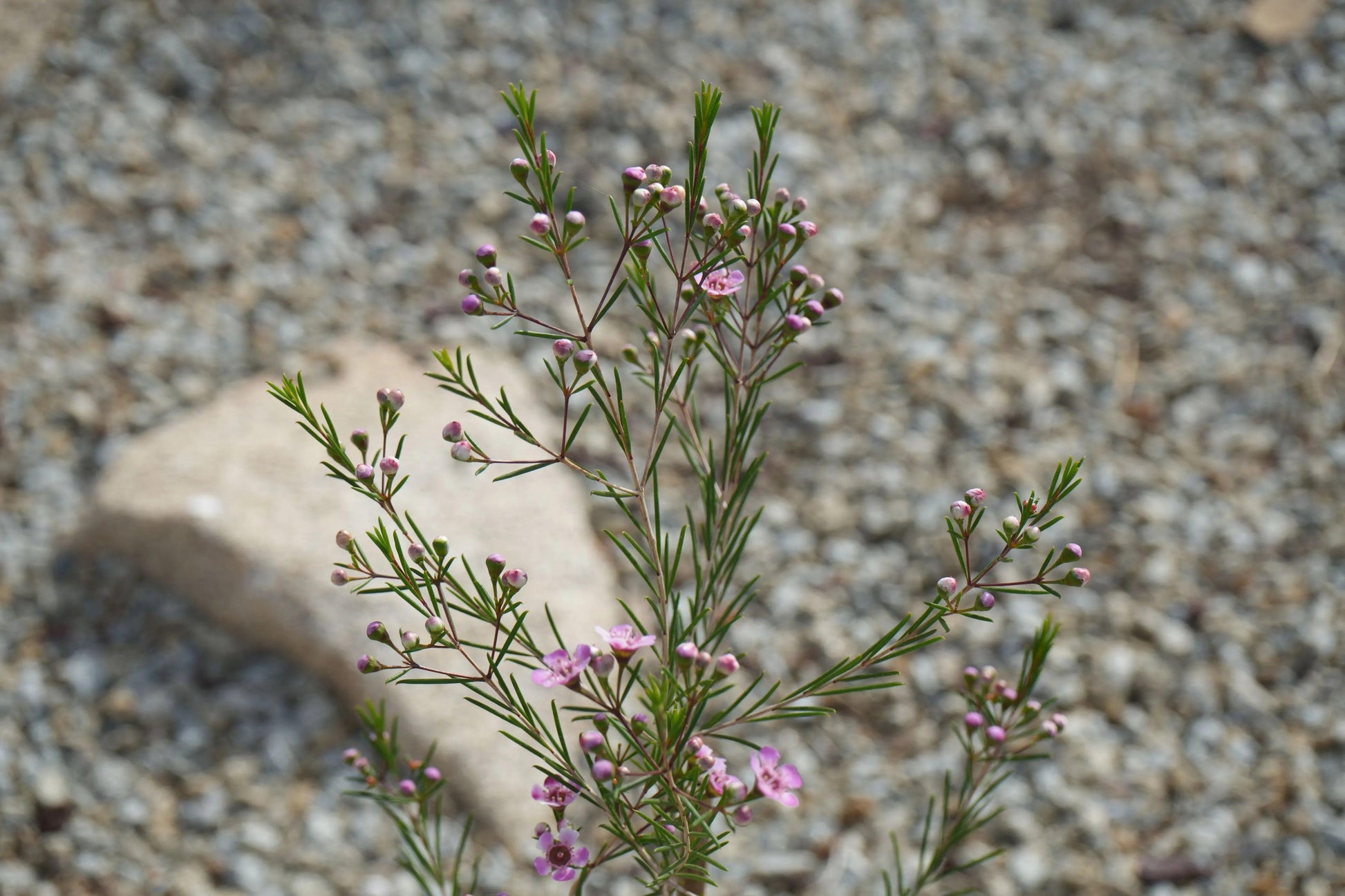 Chamelaucium uncinatum Waxflower: A Burst of Beauty - Bonte Farm