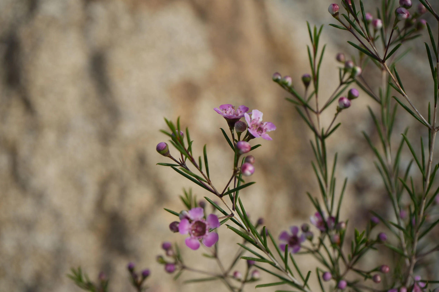 Chamelaucium uncinatum Waxflower: A Burst of Beauty - Bonte Farm