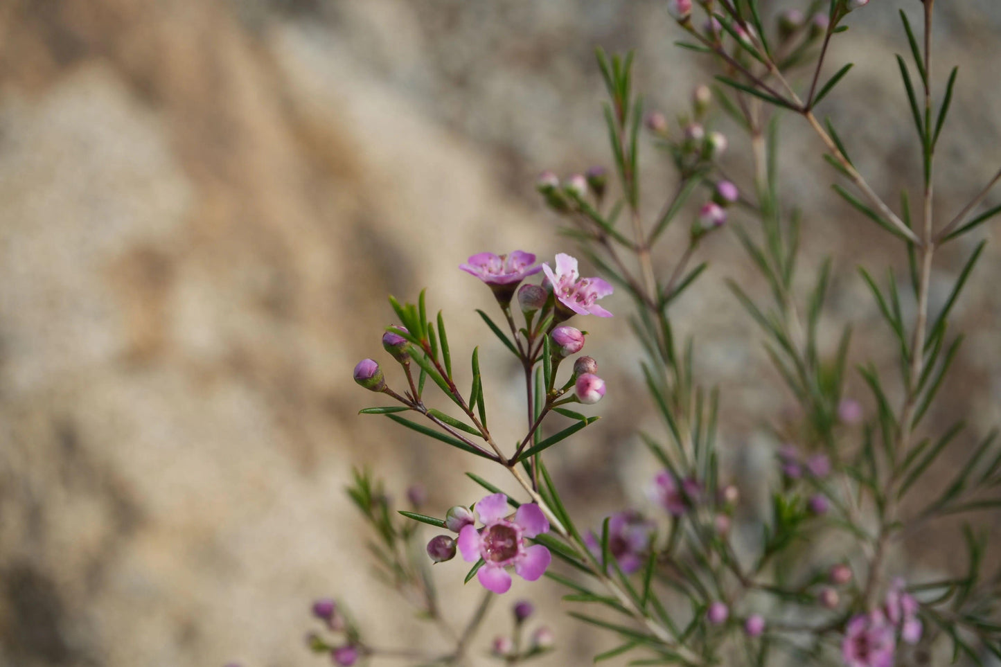 Chamelaucium uncinatum Waxflower: A Burst of Beauty - Bonte Farm