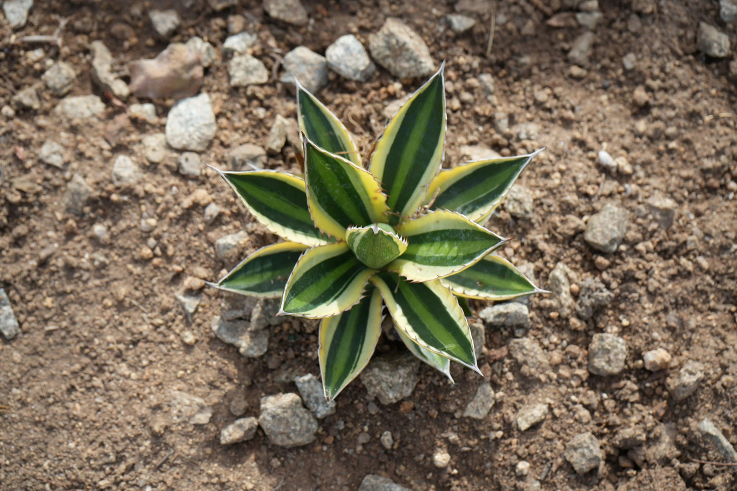 Agave lophantha 'Quadricolor': Marvelous Multicolor Succulent - Bonte Farm