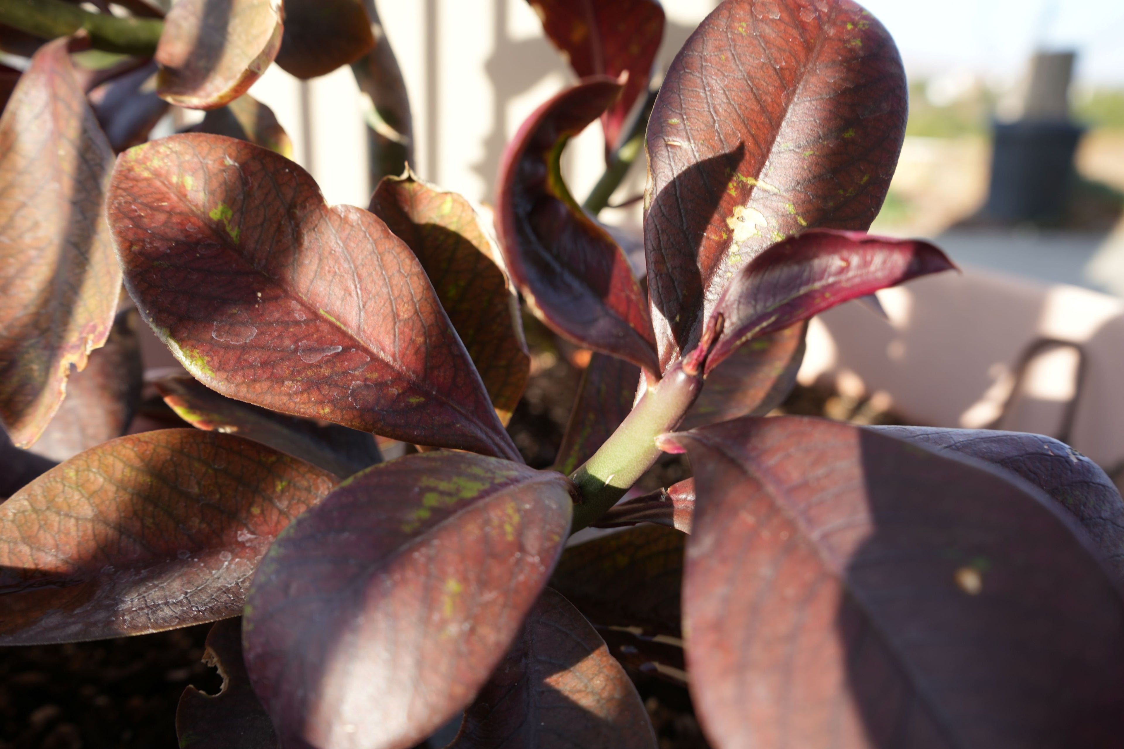 Euphorbia umbellata Rubra plant with glossy dark red leaves in sunlight