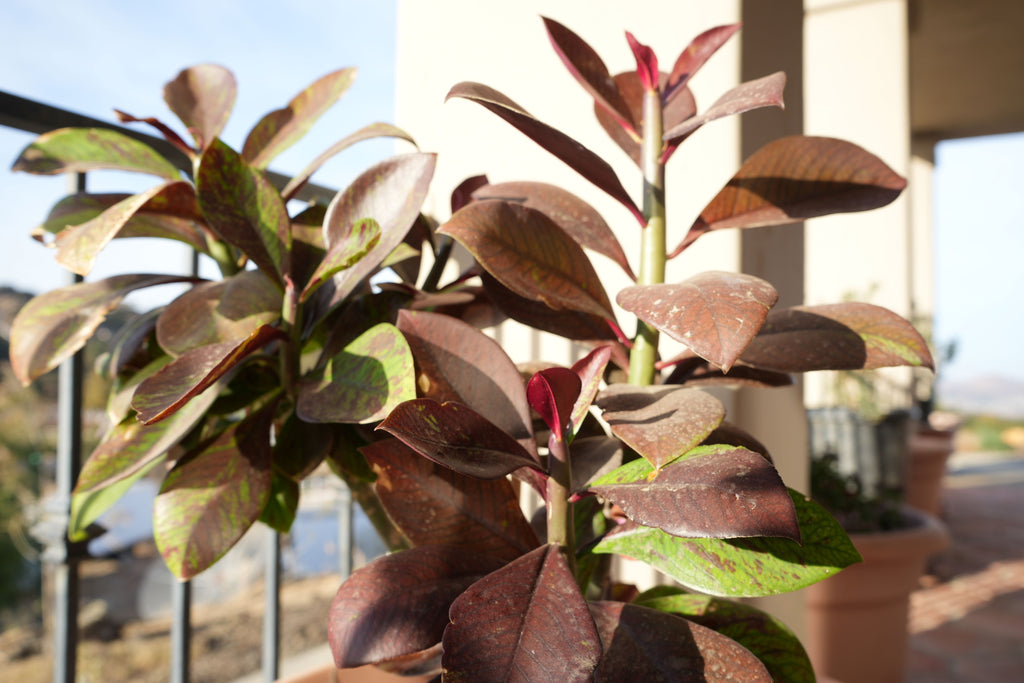 Euphorbia umbellata Rubra with large reddish-green leaves in a sunlit patio setting