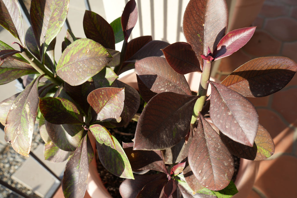 Euphorbia umbellata Rubra plant with broad reddish-purple leaves in a terracotta pot