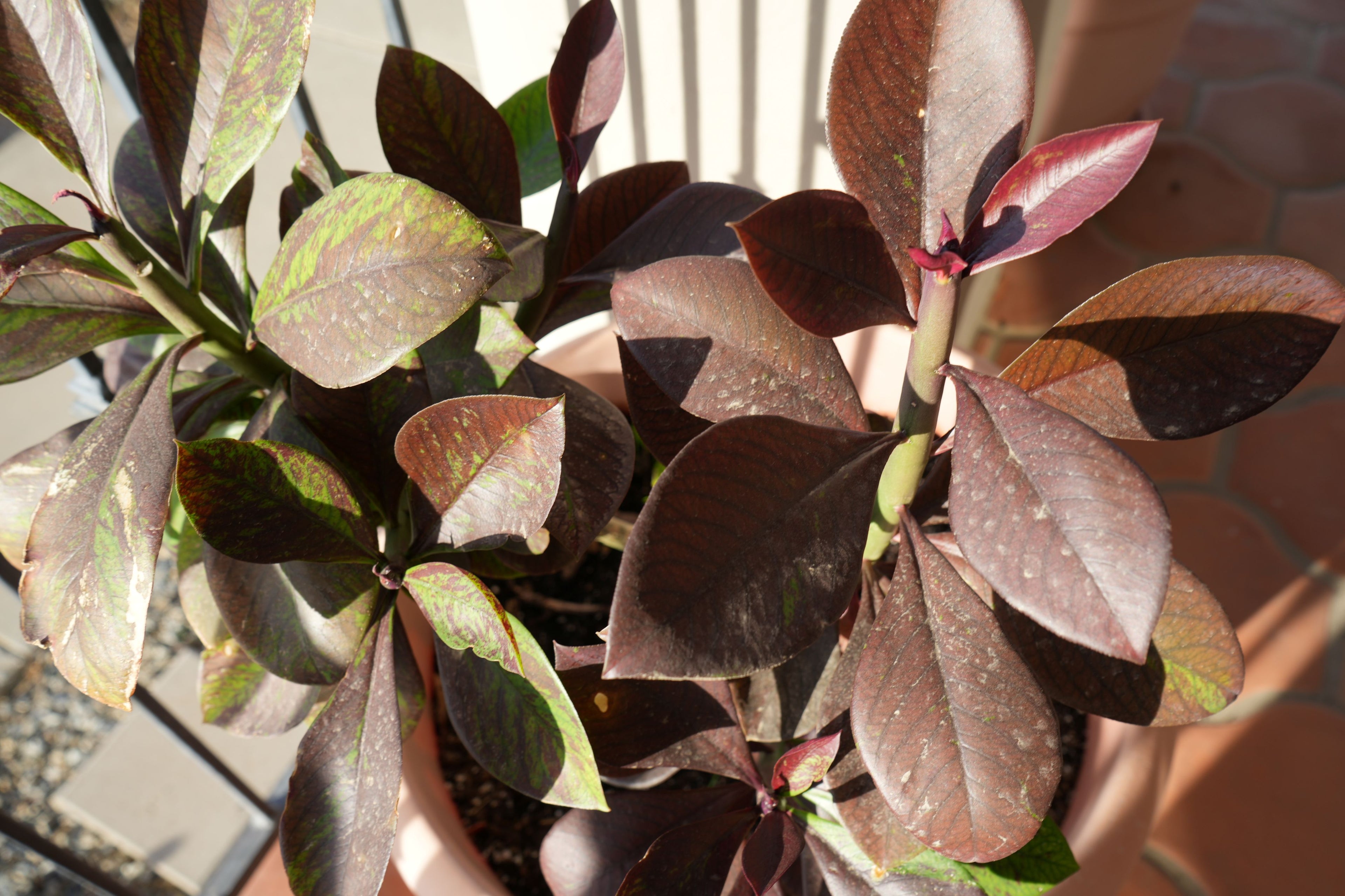 Euphorbia umbellata Rubra plant with broad reddish-purple leaves in a terracotta pot