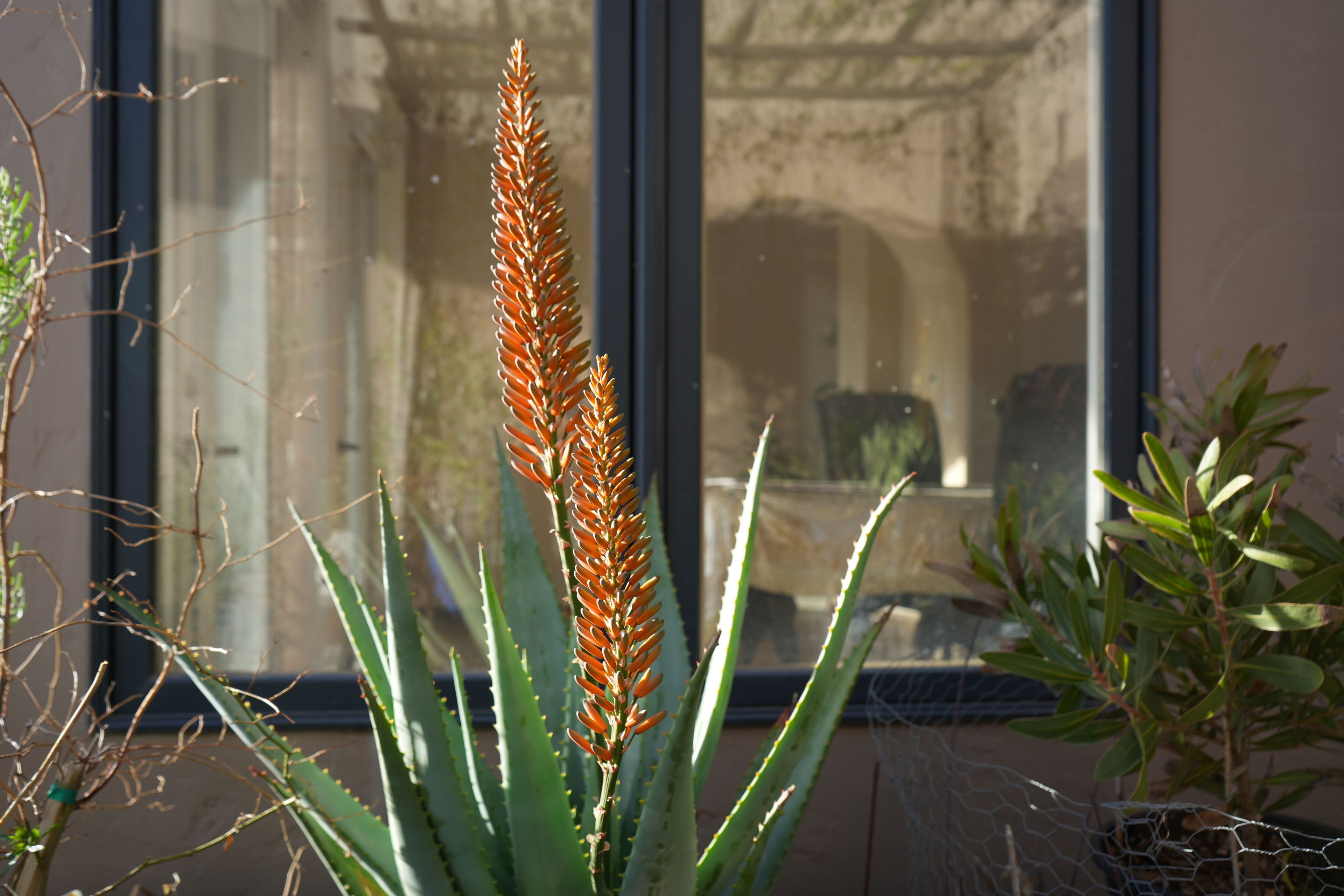 Aloe tangerine plant with tall orange flower spikes in front of a window, sunlit garden setting