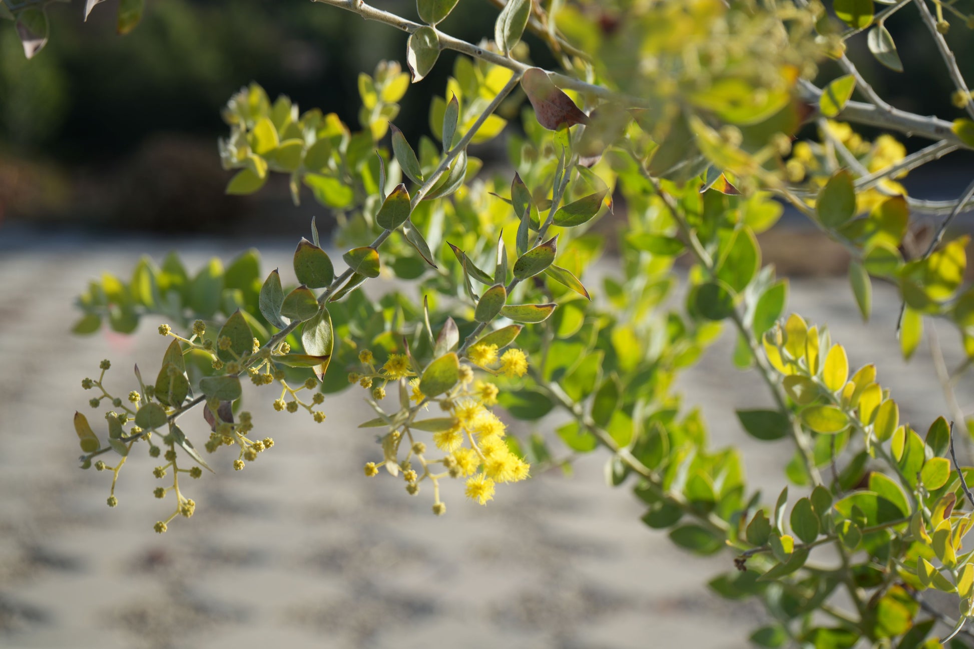 Acacia podalyriifolia: Pearl Acacia Magic, yellow pompom flowers - Bonte Farm