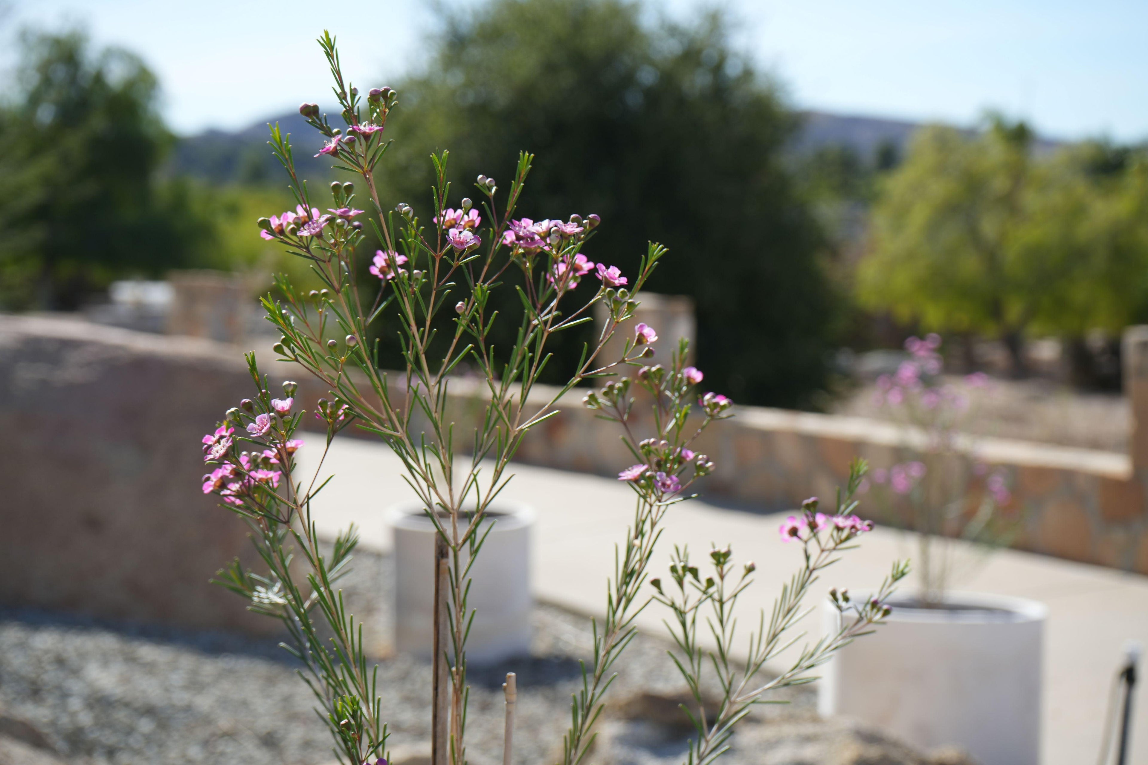 Pink waxflower plant with needle-like leaves in an outdoor garden.