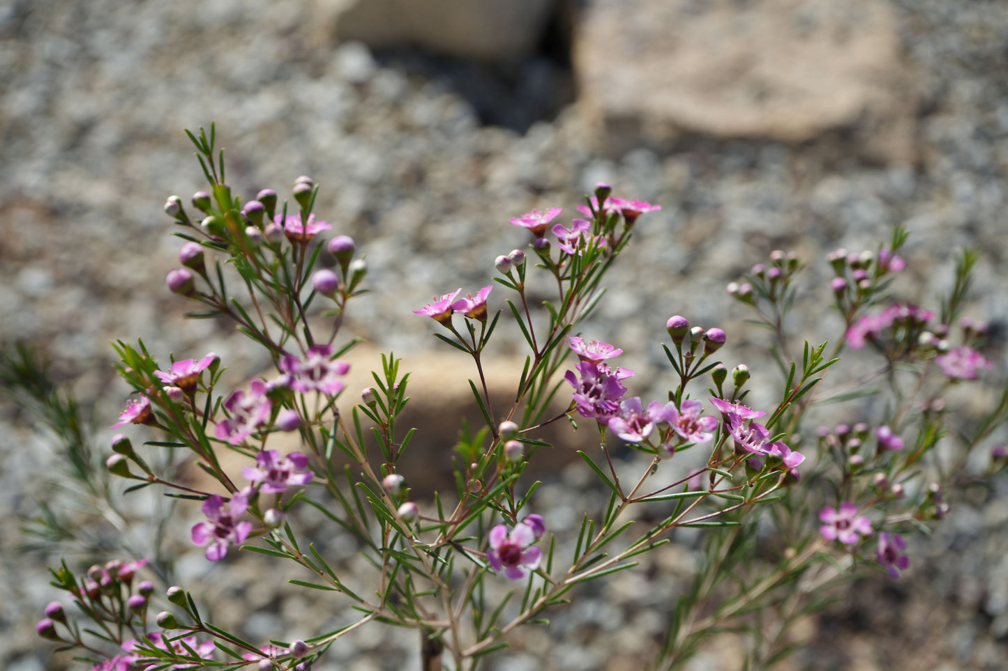 Chamelaucium uncinatum Waxflower: A Burst of Beauty - Bonte Farm