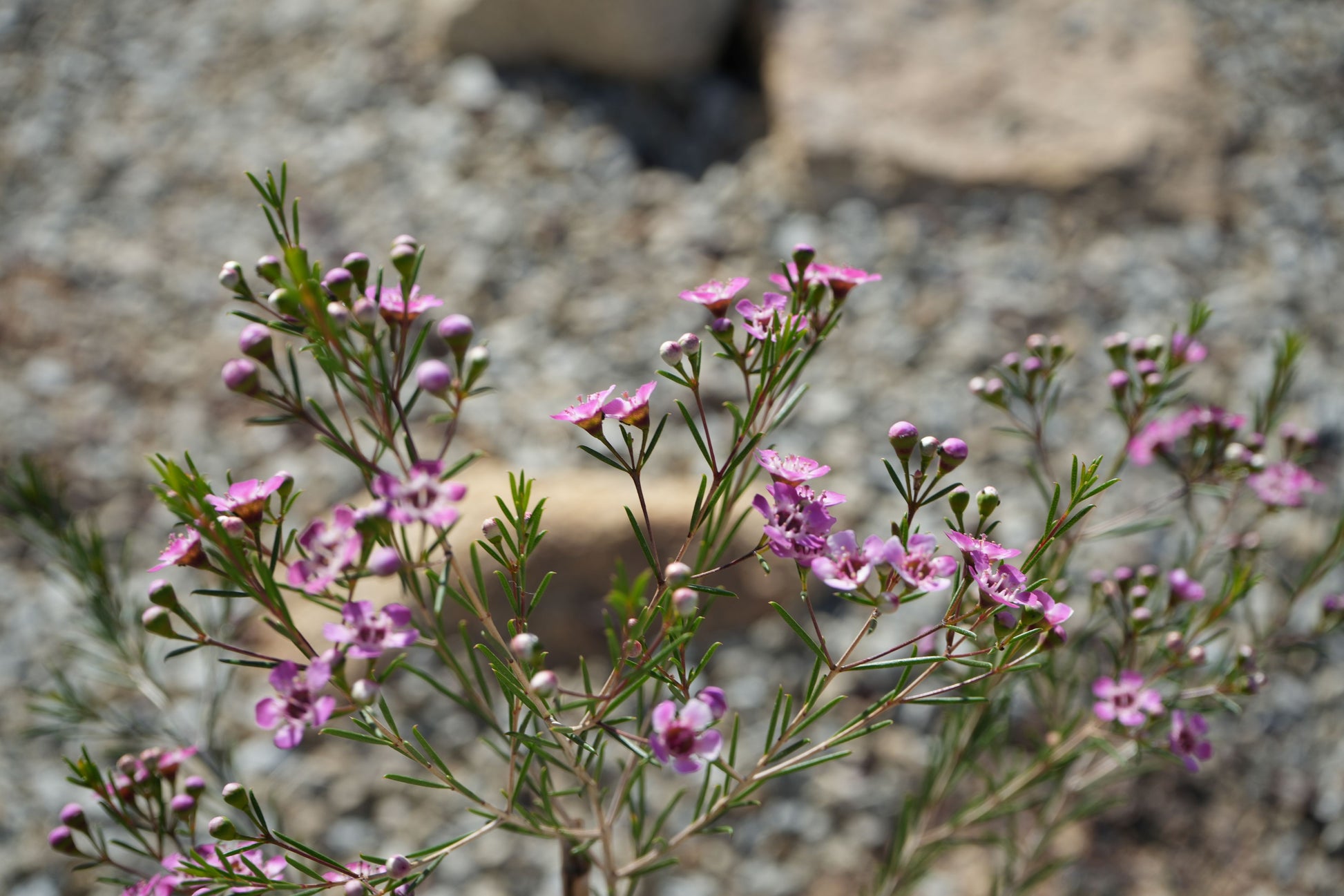 Chamelaucium uncinatum Waxflower: A Burst of Beauty - Bonte Farm
