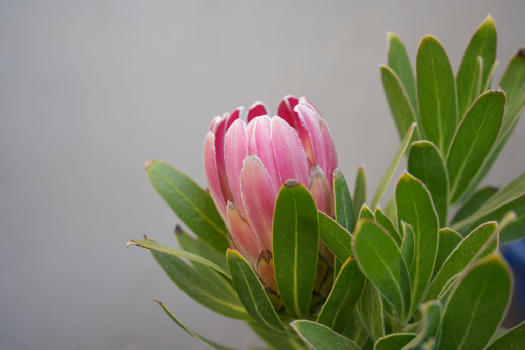 Pink protea bud with green leaves against a neutral background