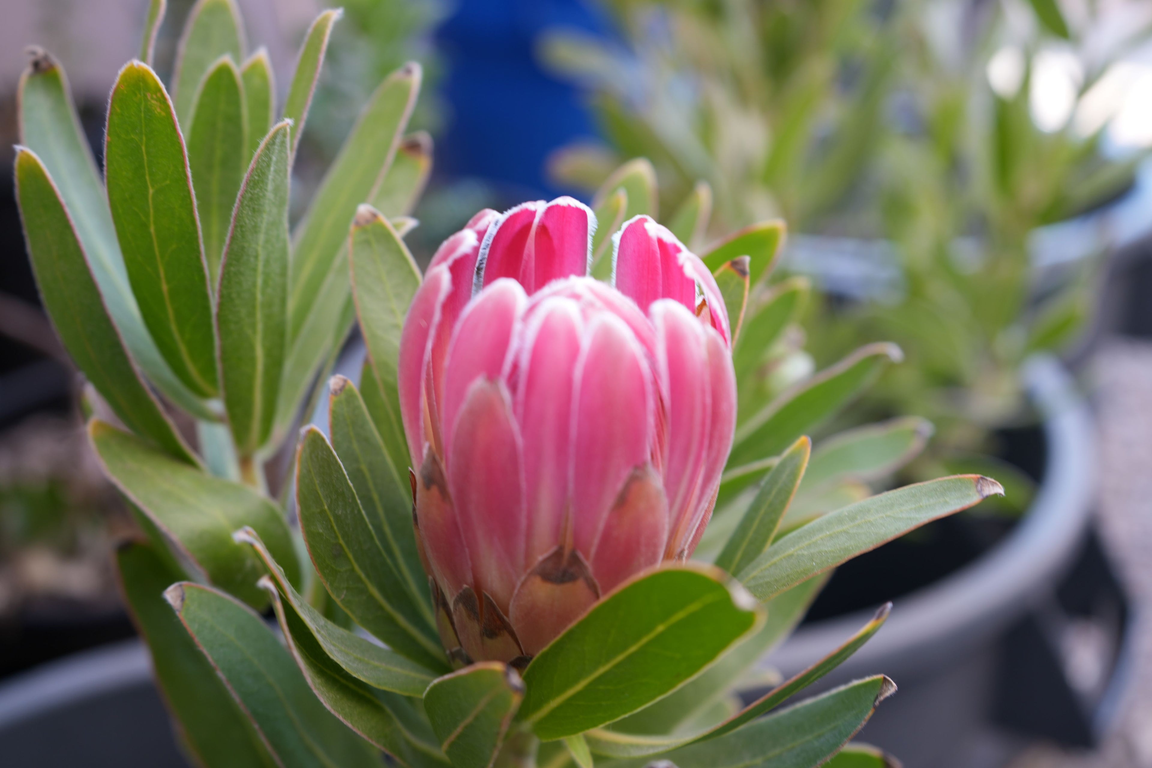 Close-up of a pink protea bud with green leaves in a plant pot