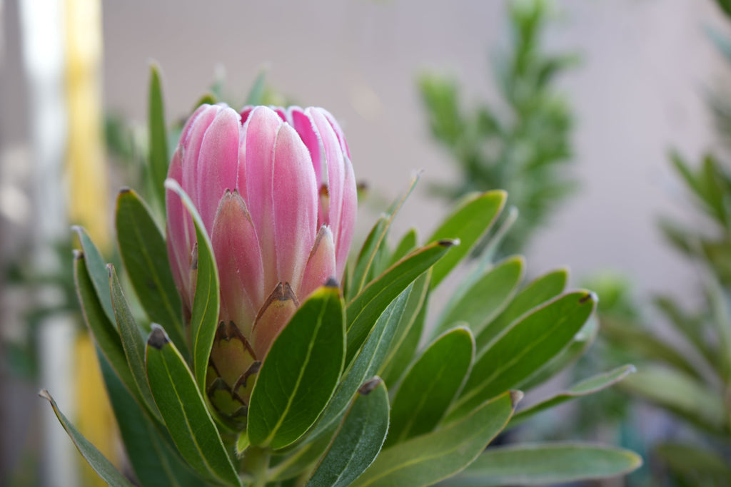 Close-up of pink protea flower bud with green leaves in natural light