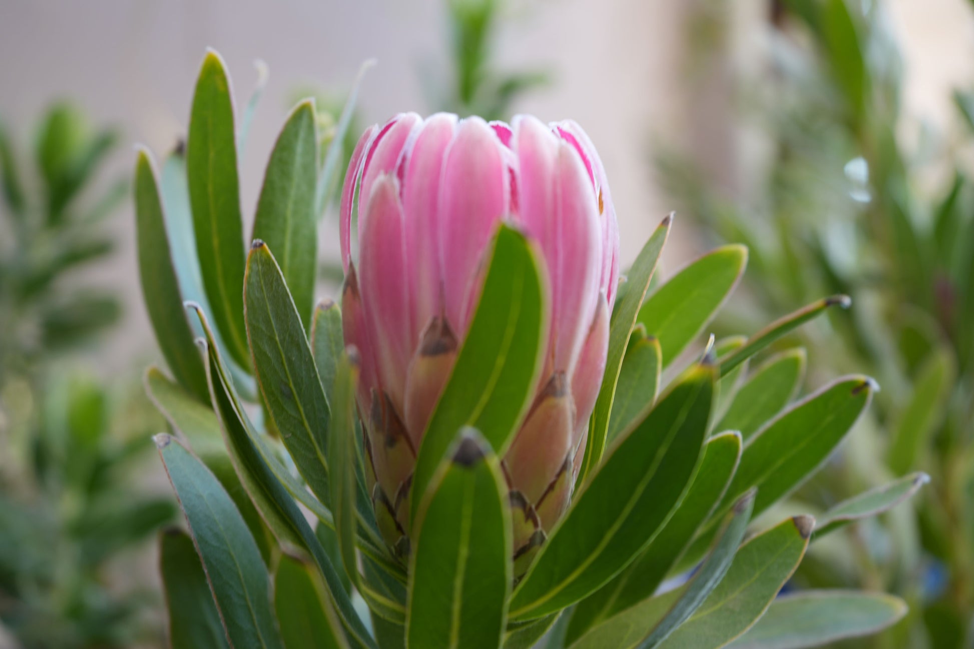 Protea 'Trish Compacta': Vibrant Pink Flowering Protea Plant - Bonte Farm