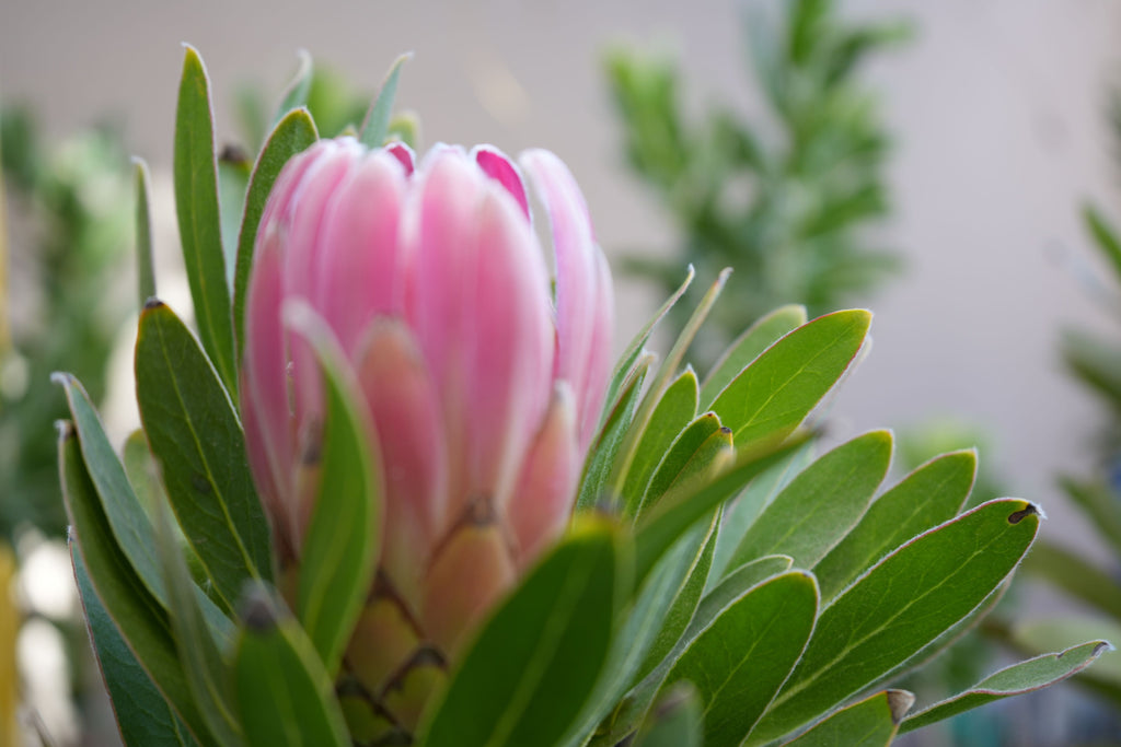 Close-up of a pink protea flower with green leaves, exotic flowering plant