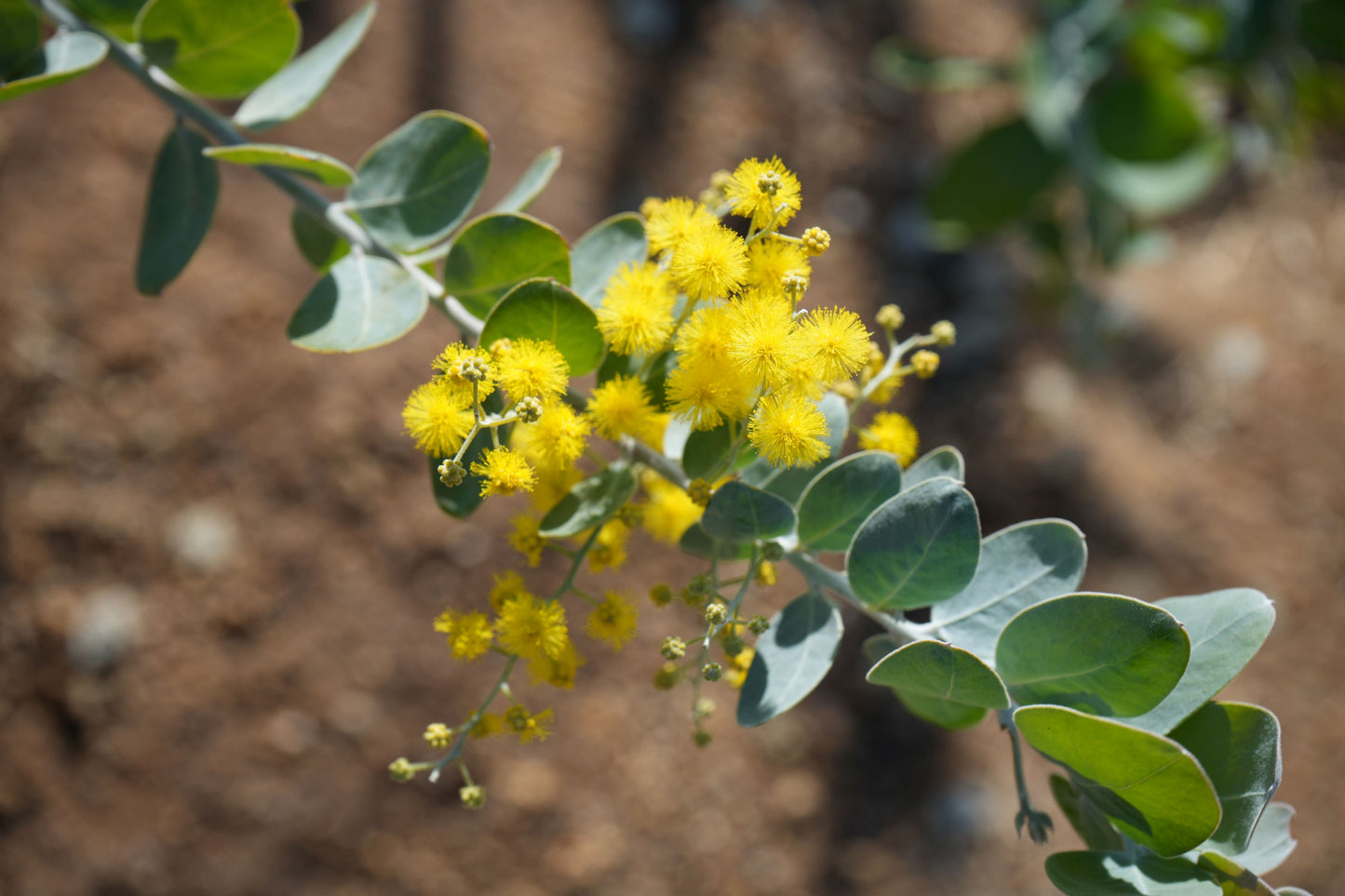 Acacia podalyriifolia: Pearl Acacia Magic, yellow pompom flowers - Bonte Farm