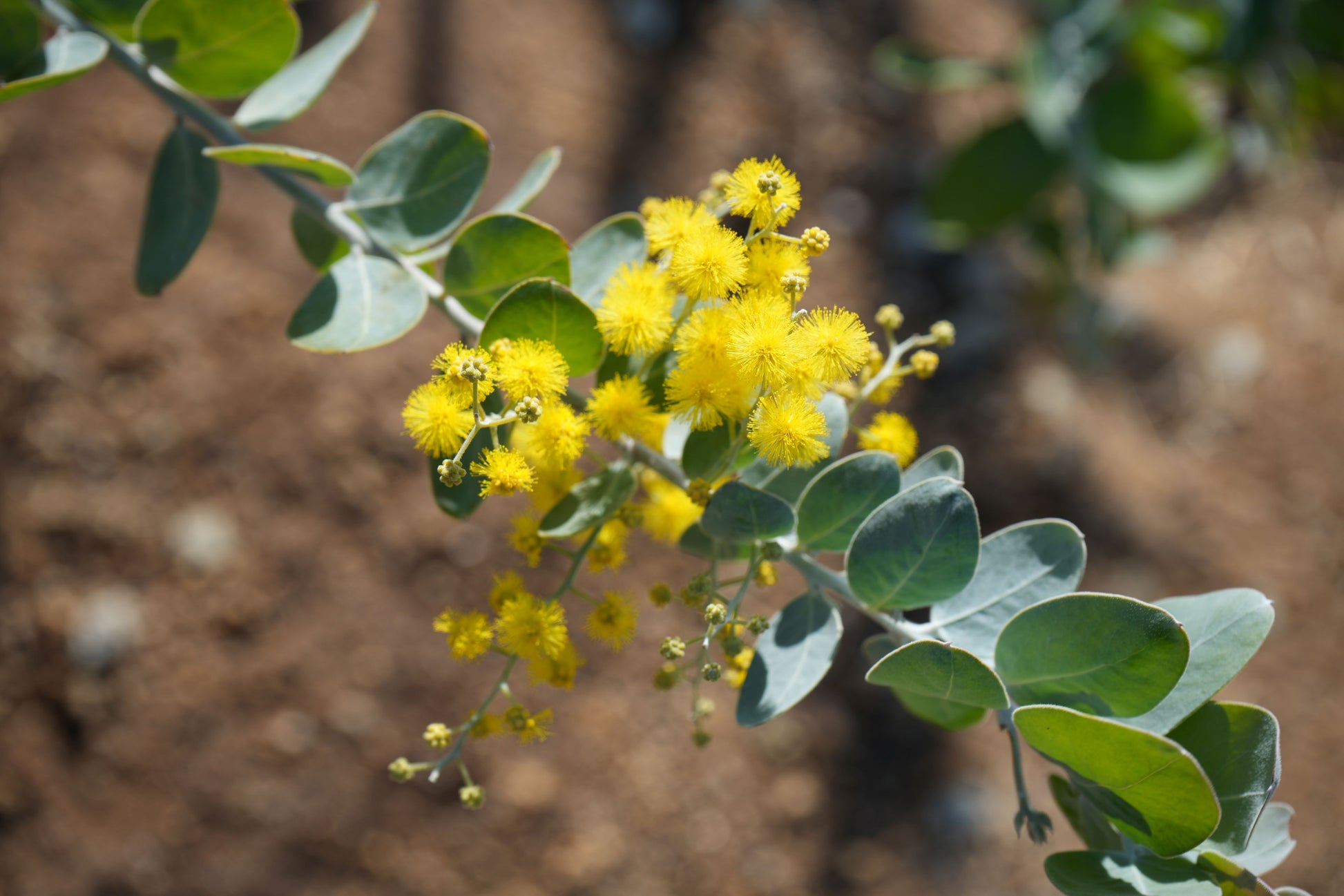 Acacia podalyriifolia: Pearl Acacia Magic, yellow pompom flowers - Bonte Farm