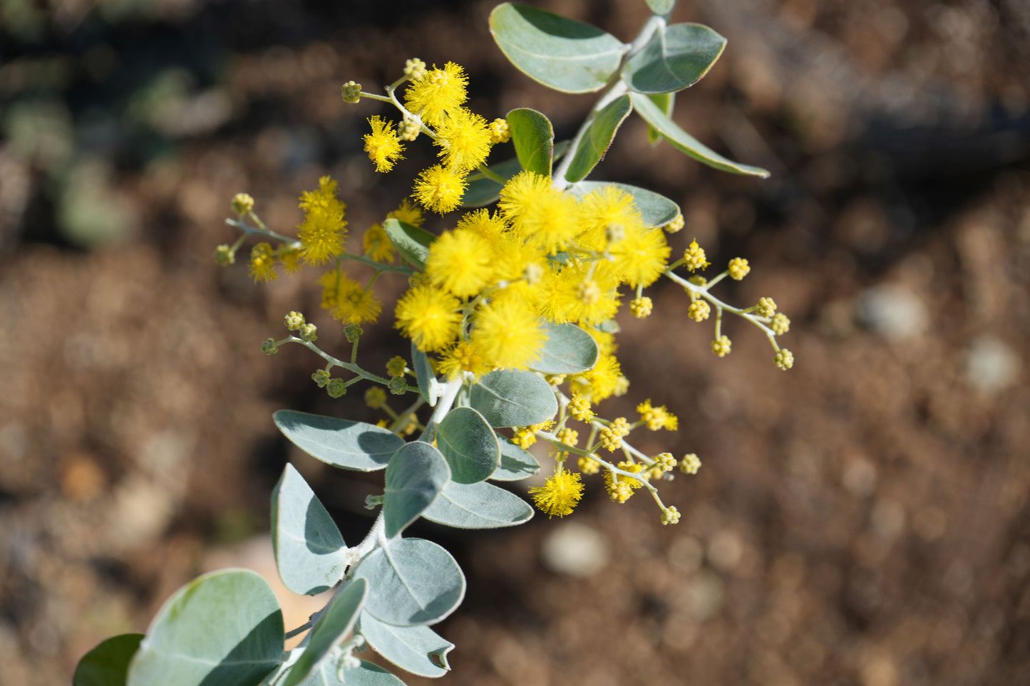 Acacia podalyriifolia: Pearl Acacia Magic, yellow pompom flowers - Bonte Farm
