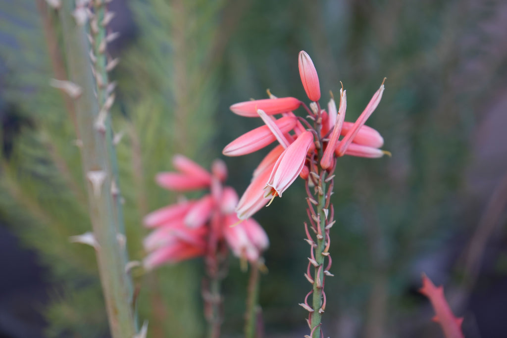 Aloe Safari Rose succulent with spiky stem and pink tubular flowers outdoors