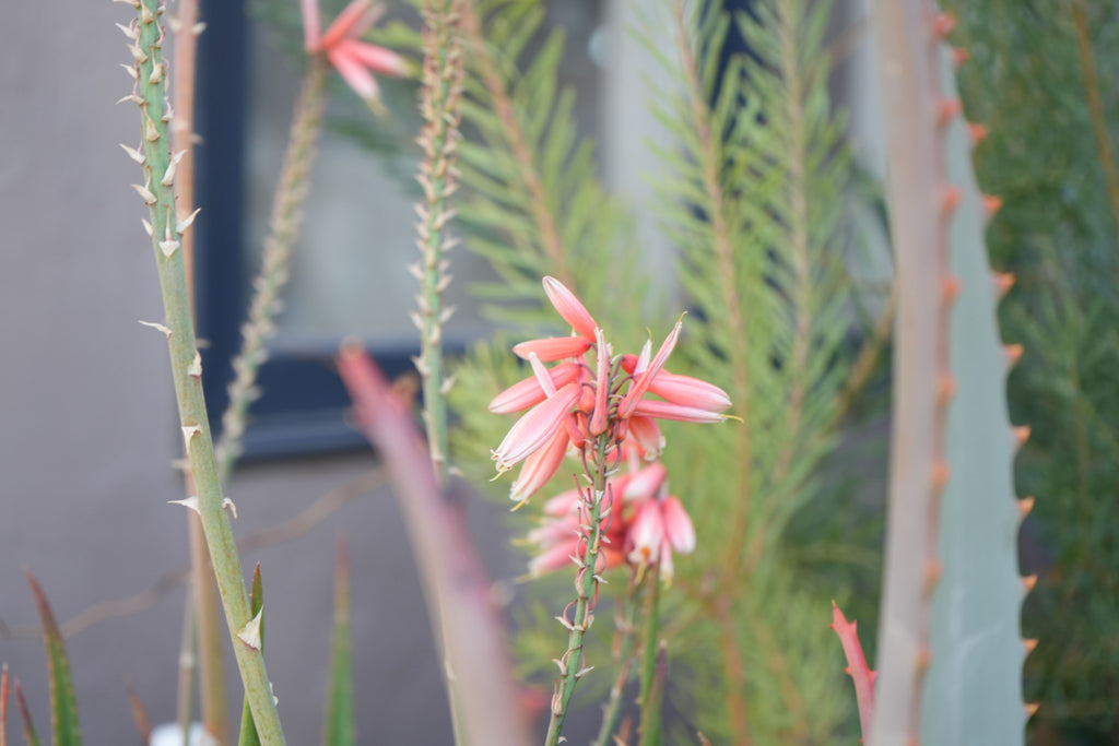 Aloe Safari Rose pink flower spikes with spiky stems and succulent green leaves