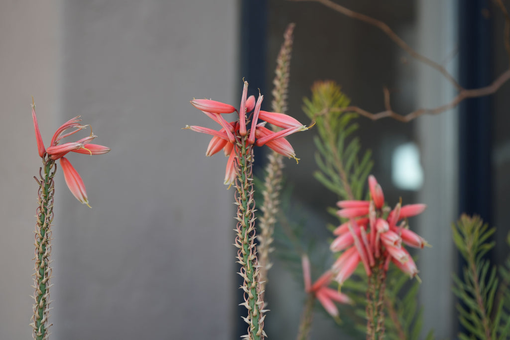 Aloe Safari Rose plant with pink tubular flowers and spiky green stems outdoors