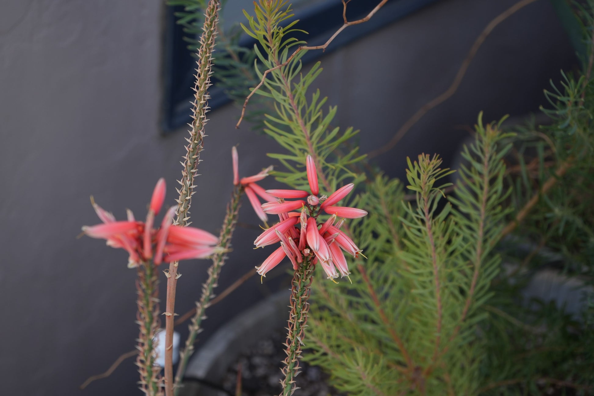 Aloe 'Safari Rose': A Desert Sunset in a Pot - Bonte Farm