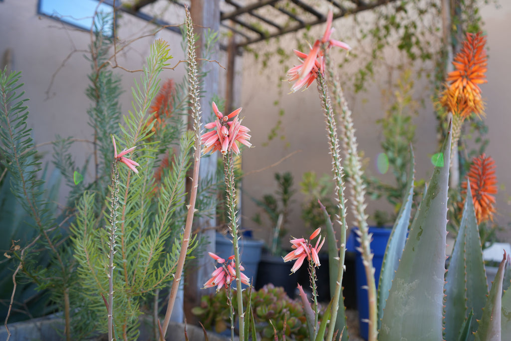 Aloe Safari Rose succulent with pink flower spikes in an outdoor garden setting