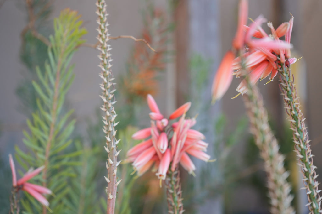 Aloe Safari Rose succulent with pink tubular blooms and spiky green foliage outdoors