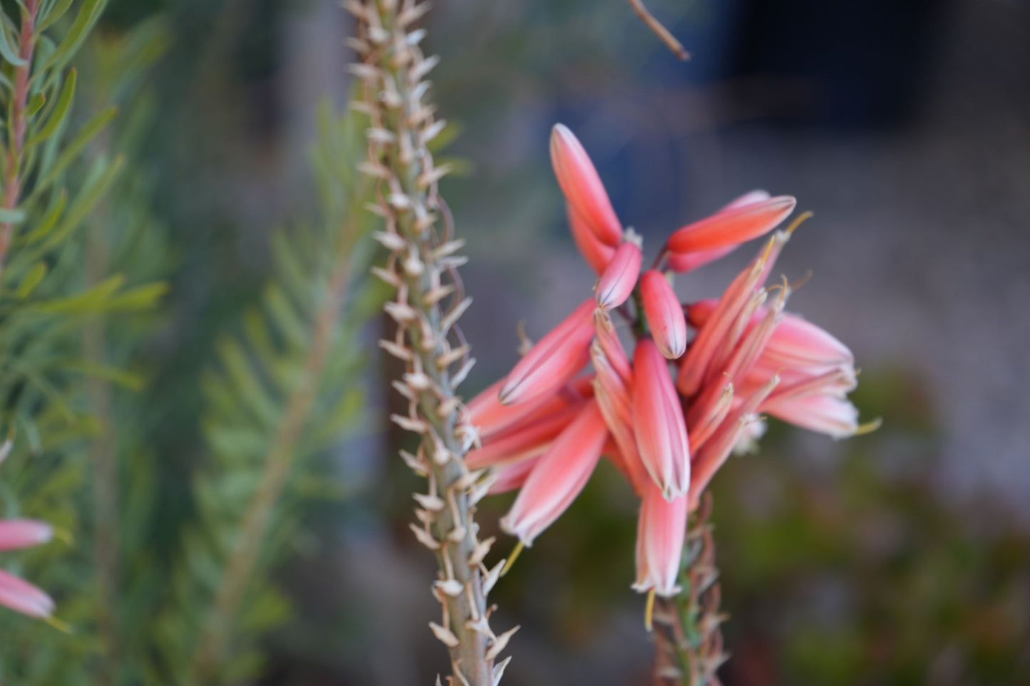 Aloe 'Safari Rose': A Desert Sunset in a Pot - Bonte Farm
