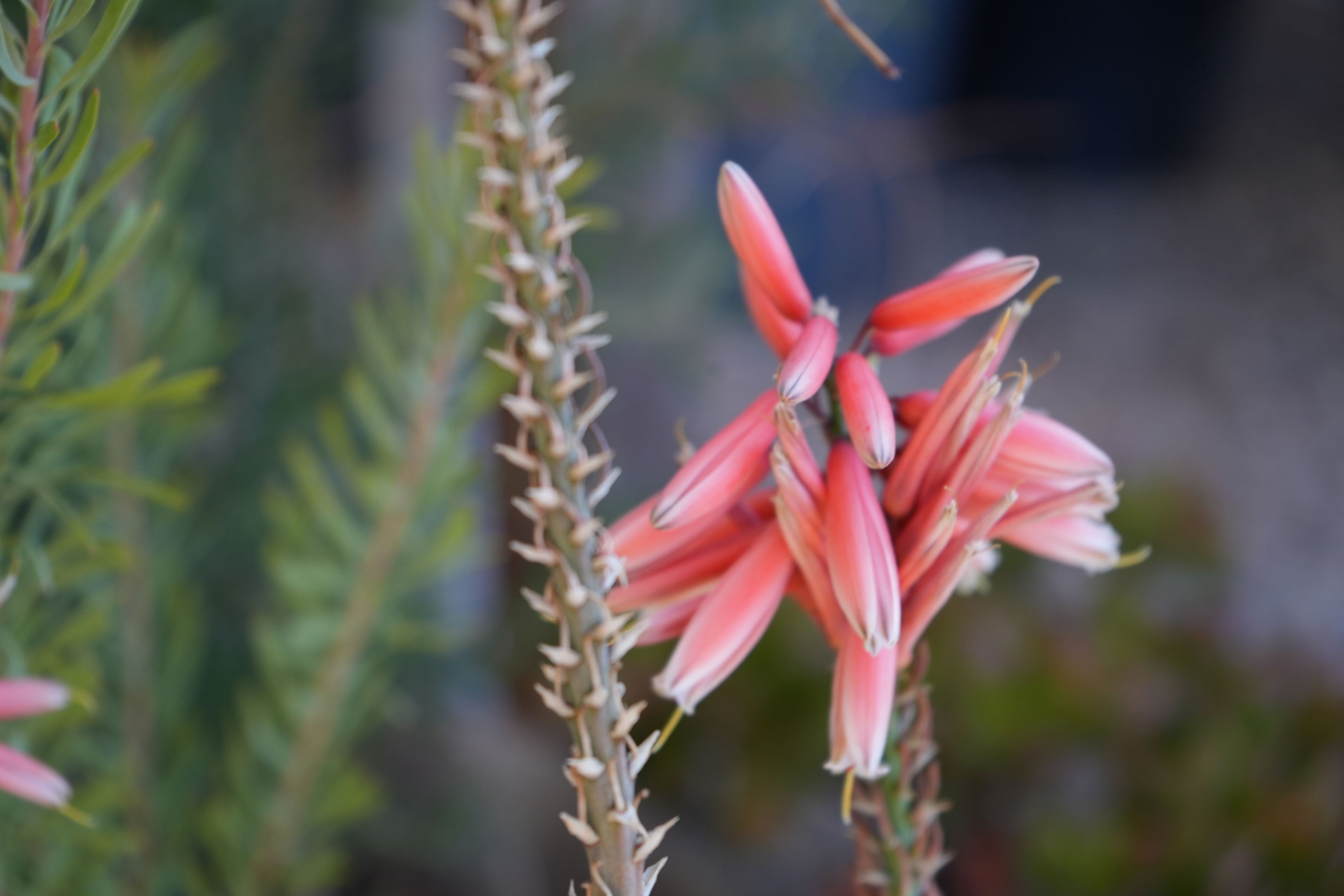 Close-up of Aloe Safari Rose succulent with pink tubular flowers outdoors