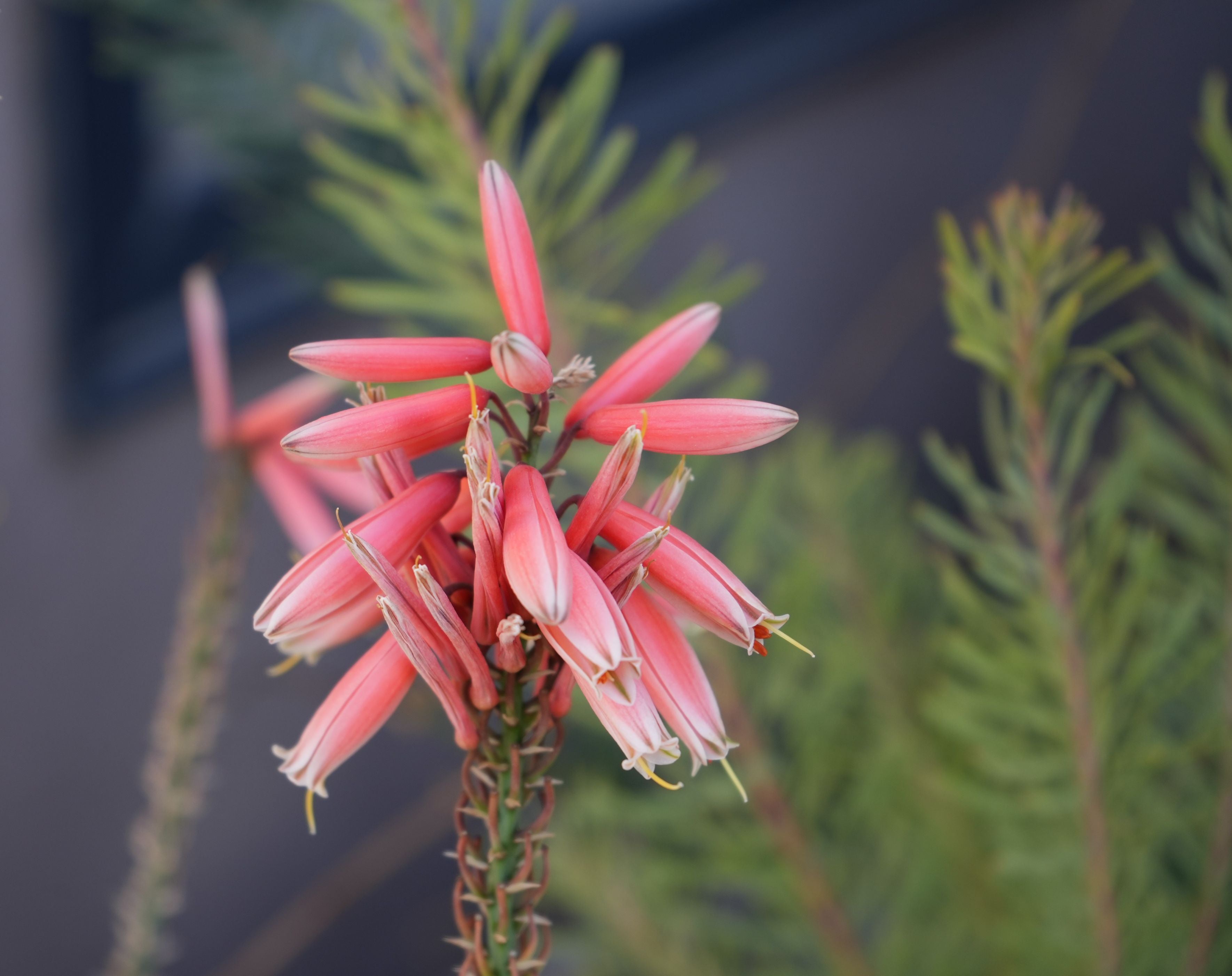 Close-up of Aloe Safari Rose succulent with pink tubular flowers and green foliage